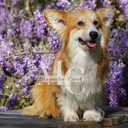 Anabella Sing Me A Song - Pembroke Welsh Corgi