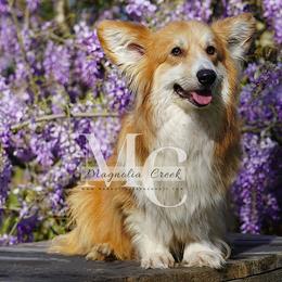 Anabella Sing Me A Song - Pembroke Welsh Corgi