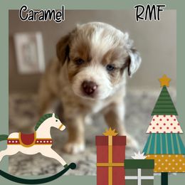 Caramel - Red merle Australian Shepherd puppy in Hillsboro, Missouri from Consider the Lilies Homestead