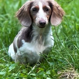 Trixie - Dachshund