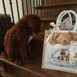 Lord Idris Elbarkington Pupperton - Cafe au lait male Poodle puppy in Midlothian, Texas from Pristine Puppies & Signature Studs