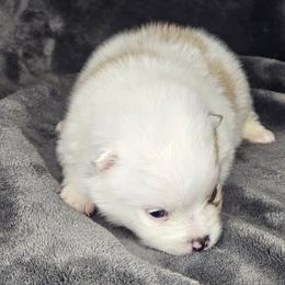 Jasper - Lavender male Pomeranian puppy in Laredo, Texas from SASH Poms