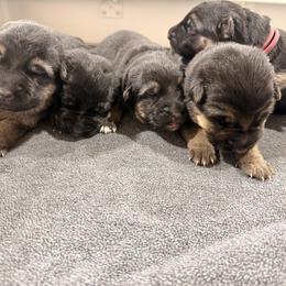 4th Pick Femlae - Black and red female German Shepherd puppy in Blackfoot, Idaho from Sand Hill Shepherds & Setters