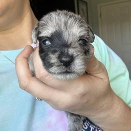 Teal Collar - Merle female Schnoodle puppy in Winchester, Tennessee from Mahaffey’s Doodles