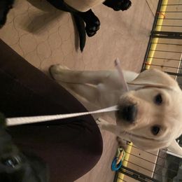 Labrador Retriever Puppies from Triple L Labs & Co.