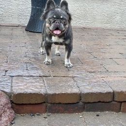 Shadow - French Bulldog