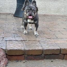 Shadow - French Bulldog