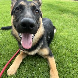Boo - Black and tan female German Shepherd puppy in Whitewater, California from Vom Haus Metzler Shepherds