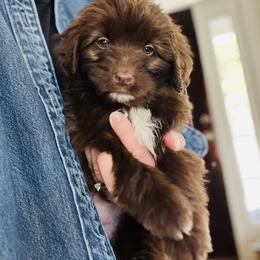 Greta - Brown and white female Aussiedoodle puppy in Strasburg, Pennsylvania from Still Water Puppies