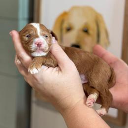 Blessing - Red  female Goldendoodle puppy in Wharton, Texas from Little Fur Friends