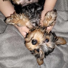 Biewer Terrier, Morkie, Yorkipoo, and Yorkshire Terrier Puppies from Yorkie Your Soulmate Puppy