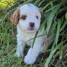 Yellow 'Sunny' - Blenheim female Cavapoo puppy in Newport, North Carolina from Crystal Coast Cavapoodles