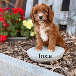 Trixie - Red female Cavapoo puppy in Oxford, Pennsylvania from FriendlyPals