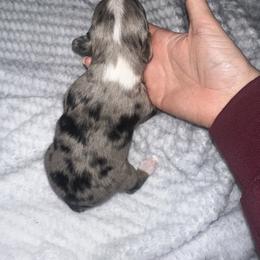 Fern - Blue merle female Miniature Australian Shepherd puppy in Mill Spring, North Carolina from Adair's Australian Shepherds
