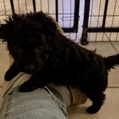 River - Black male Mudi puppy in Benson, Arizona from Twisted Acres Border Collies and Mudi