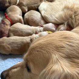 Pick 4 - Golden female Golden Retriever puppy in Golden, Colorado from Legacy Retriever Project