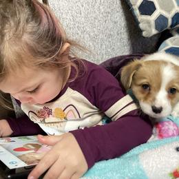 Pembroke Welsh Corgi Puppies from Gotta Chase Em All Corgis