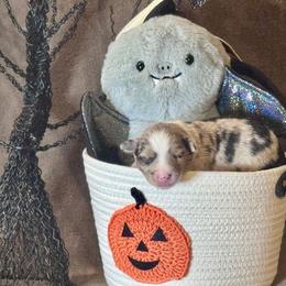 Twilight (Sparkle) - Blue merle female Australian Shepherd puppy in California from Eagle River Aussies