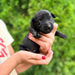 Andy - Black male Labrador Retriever puppy in Richfield, Utah from Stormy River Retrievers
