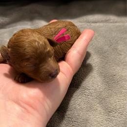 Ruby - Red  female Poodle puppy in Elkhorn, Nebraska from Orel Toy & Miniature Poodles