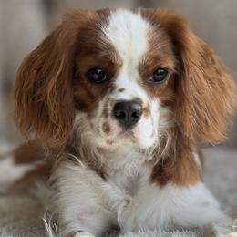 Aragorn - Cavalier King Charles Spaniel