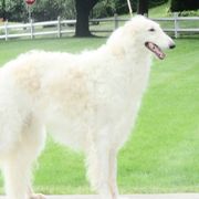 "King"  - Borzoi