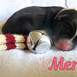 Mercy - Black tri female Miniature Australian Shepherd puppy in Millington, Tennessee from Goading Glee Glade