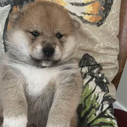 Peter - Red male Shiba Inu puppy in Milton, Florida from Moonlight Shibas