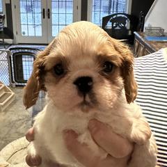 Boy 2 - Red and white male English Toy Spaniel puppy in Bloomington, Indiana from Clussexx Kennels