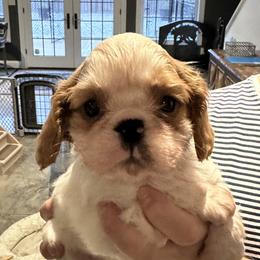 Boy 2 - Red and white male English Toy Spaniel puppy in Bloomington, Indiana from Clussexx Kennels