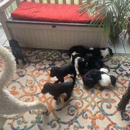 Goldendoodle Puppies from Crystal Coast Cuddles