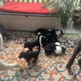 Goldendoodle Puppies from Crystal Coast Cuddles
