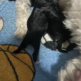 Boy 1 - Black & white male Maltipoo puppy in Clover, South Carolina from Cudi’s Buddies