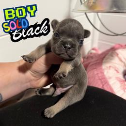Black - Black and tan male French Bulldog puppy in Plainview, Texas from The Kings Ransom French Bulldogs