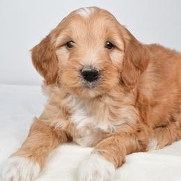 Teddy - Apricot male Goldendoodle puppy in Millersburg, Ohio from Ohio Puppy Paws