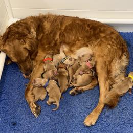 Golden Retriever puppies from Firemark Retrievers