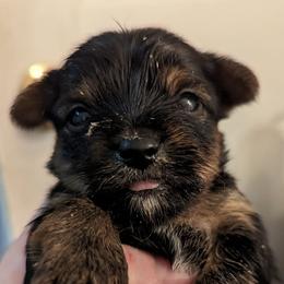 Yorkshire Terriers from Puppies in the Grove