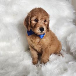 Mr Blue - Apricot male Goldendoodle puppy in Cumming, Georgia from Chattahoochee Kennels