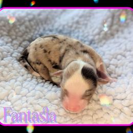 Fantasia - Red merle female Toy Australian Shepherd puppy in Mountain Home, Idaho from LJK Boxers & Toy Aussies
