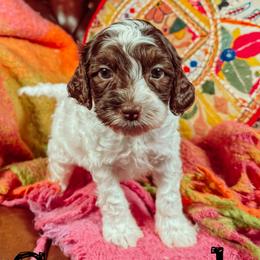 Sorrel - Chocolate male Australian Labradoodle puppy in Decatur, Alabama from Southern Meadows Doodles