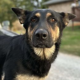 Sami - German Shepherd