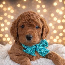 Mr. Green - Apricot male Goldendoodle puppy in Greenwood, Louisiana from GoldenFido