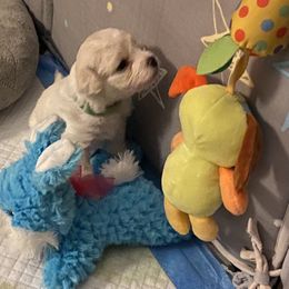 Bichon Frise Puppies from Southern Sands Bichons