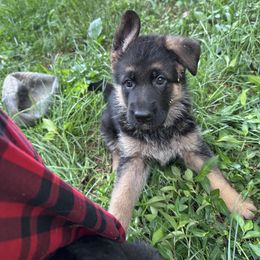 Clara - Black and red female German Shepherd puppy in Louisville, Kentucky from Haus of Beautiful Chaos German Shepherds