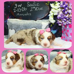 MerSadies - Red merle female Toy Australian Shepherd puppy in Levelland, Texas from Once Upon a Time Aussies