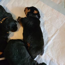 Rottweiler Puppies from A & Y Guardian Rottweiler