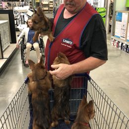 Australian Terrier Puppies from Firewalker Australian Terriers