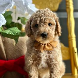 Atlas - Apricot male Goldendoodle puppy in Adolphus, Kentucky from Deerly Poodles