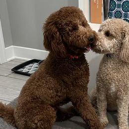 Goldendoodles from Lakeside Doodles