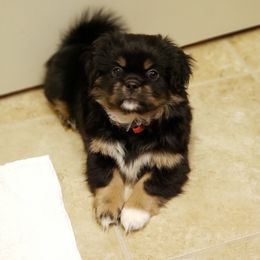 Tibetan Spaniel Puppies from Trillium Tibetan Spaniels